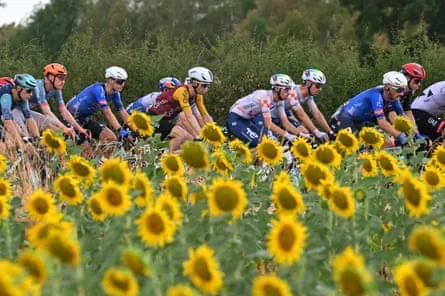 The peleton moves past a field of sunflowers en route to Nevers
